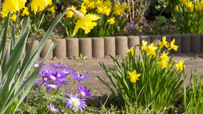 A colorful garden with yellow daffodils and purple violas blooming next to a wooden fence.