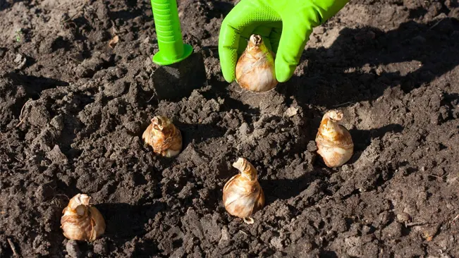 planting daffodil bulbs in a garden bed.