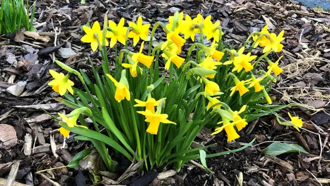 A close-up of a cluster of bright yellow daffodils with trumpet-shaped blooms.