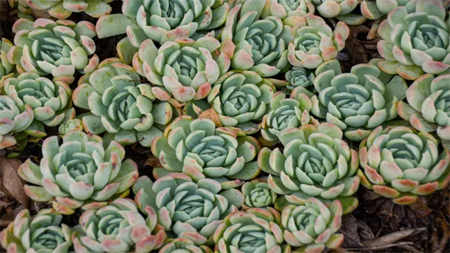 A close-up of a cluster of potted succulent plants in various shapes and sizes. 