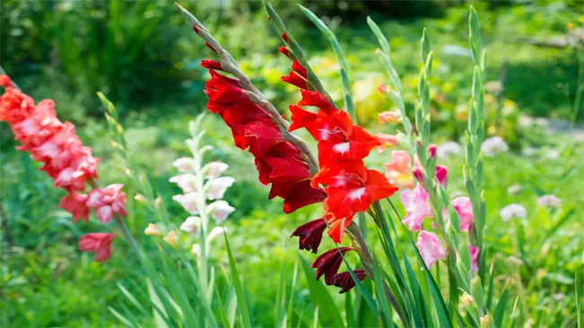 A cluster of red, pink, and white gladiolus flowers blooming in a field of green grass.