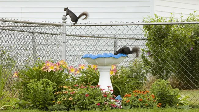 A photo of two squirrels drinking water from a bird bath in a backyard.