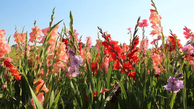 A field of gladiolus flowers in full bloom on a sunny day