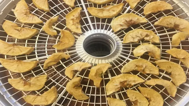 Apple slices drying in a dehydrator