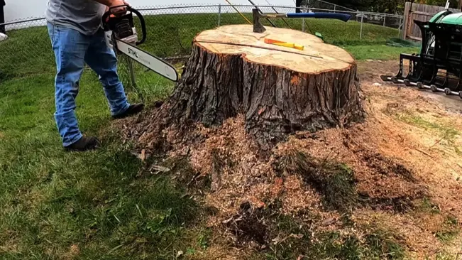 Person in blue jeans cutting a large tree stump with a chainsaw outdoors