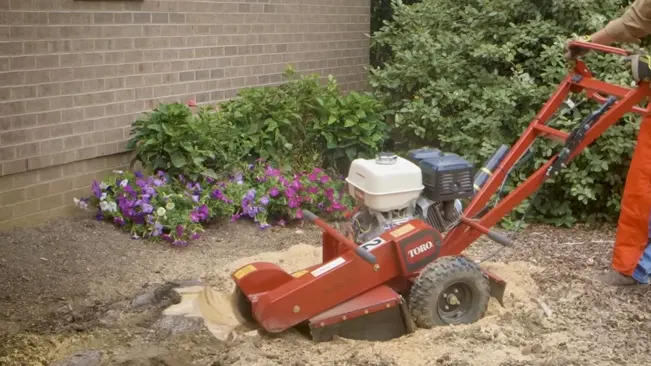 person, visible from the waist down, operating a red Toro stump grinder to remove a tree stump next to a flower bed