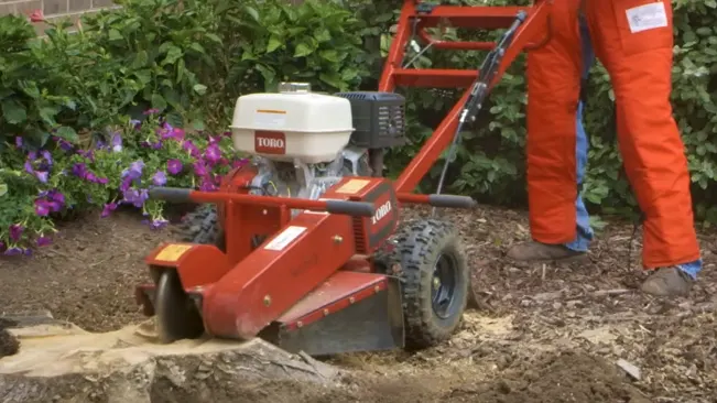 operating a TORO stump grinder to remove a tree stump in a garden