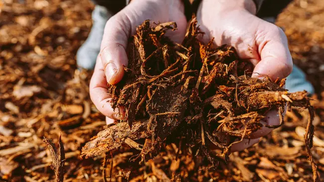 The hands are scooping the mulch from a larger pile