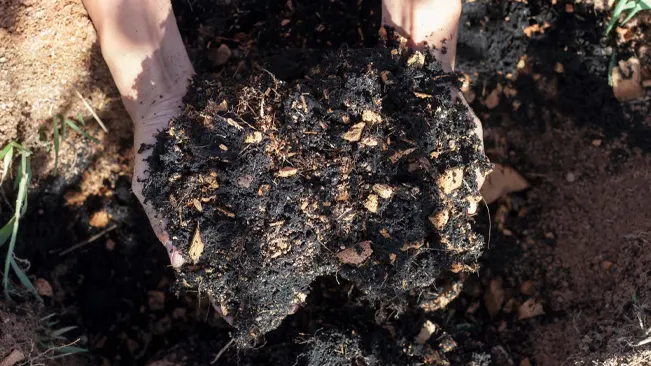 Hands holding rich, fertile soil in an outdoor setting