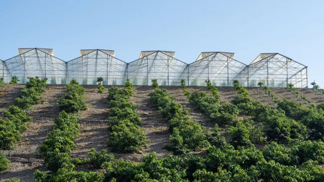Cultivation on farms of tasty hass avocado trees, organic avocado plantations 