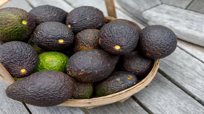 A basket overflowing with ripe  hass avocados rests on a worn wooden table.