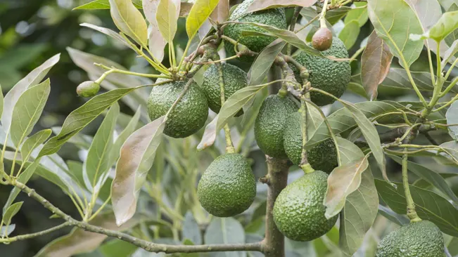 A cluster of avocados in various stages of ripeness hangs from a branch on an avocado tree.