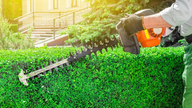 Person holding Hedge Trimmer 