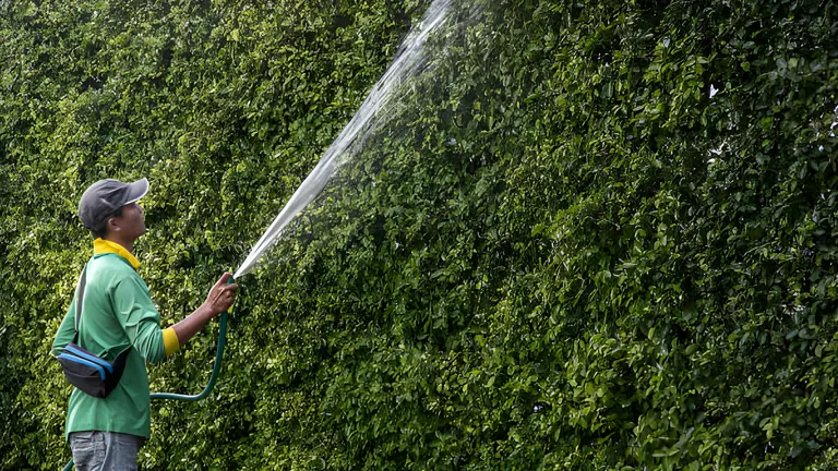 Person watering the hedge 