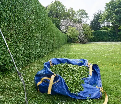 trimmed hedge beside a rubbish bag full of  hedge leaves