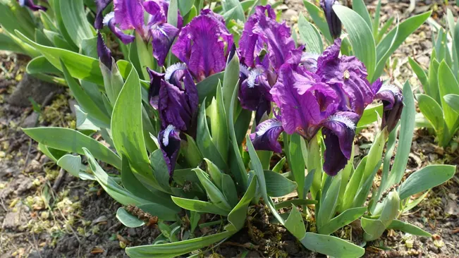A close-up of a cluster of purple iris flowers in full bloom.