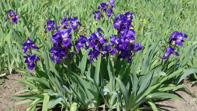 A field of vibrant purple irises in full bloom