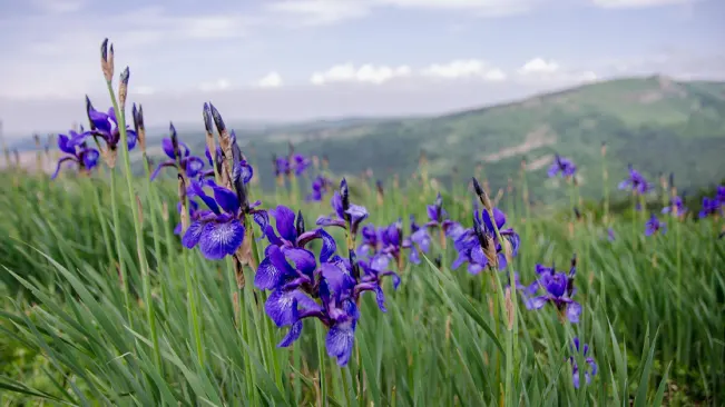 A field of purple wildflowers stretching towards snow-capped mountains in the distance.