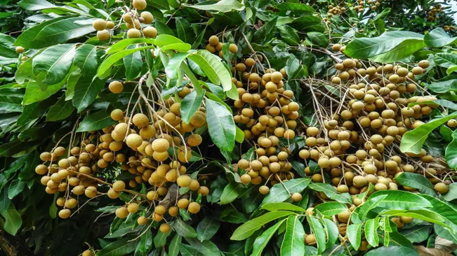 a bunch of longan fruits hanging on its tree