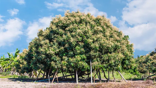 Longan Tree in Summer of Rural Organic Farm
