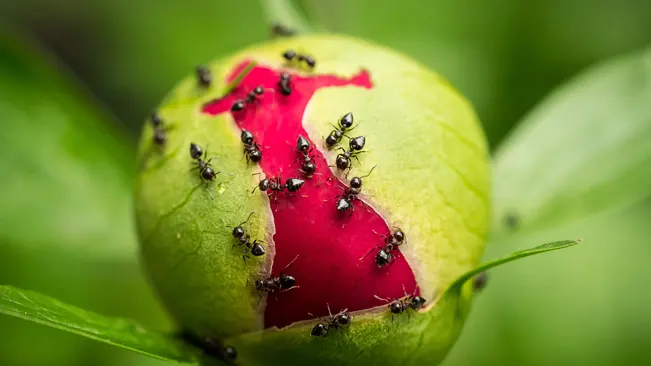 Peony Ants