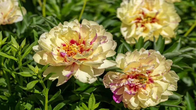 Itoh or Intersectional Peonies