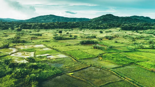An aerial view of a lush green field, possibly a rice field, with majestic mountains in the background.