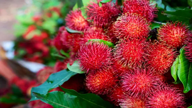 A bunch of rambutan, a red hairy fruit, hanging from a tree branch.