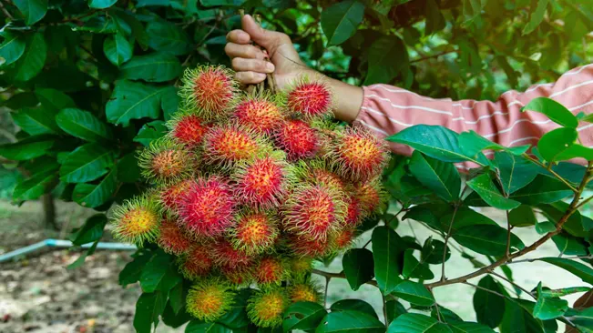 Harvesting Fruits are typically handpicked