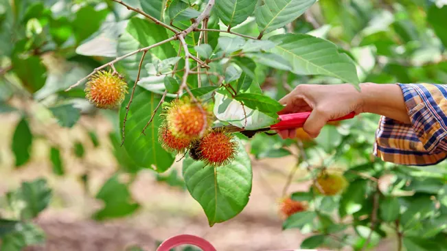 Pruning is crucial for maintaining the health and structure of your Rambutan tree.