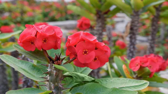 The crown of thorns are a bright red color with darker red spots in the center.