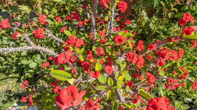 The Crown of Thorns shows a close-up of a bush with red flowers and green leaves. 