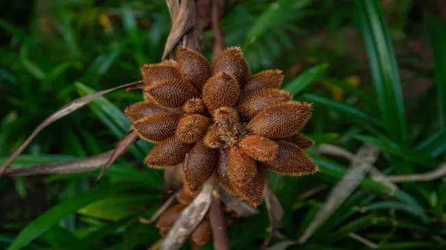 a tropical fruit known for its reddish-brown scaly skin and sweet, tangy flavor