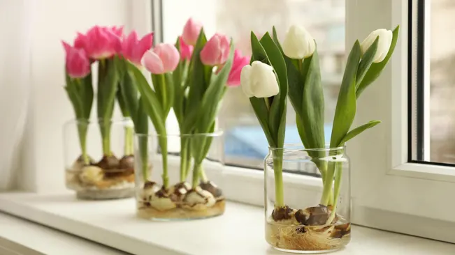 Forcing Tulips Indoors