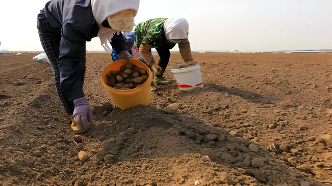 Planting Process