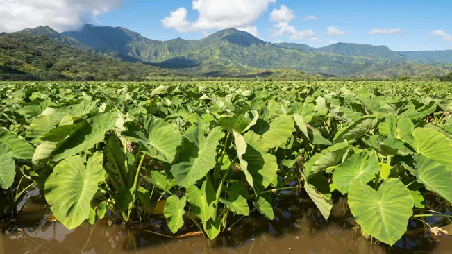 Watering Taro Plants