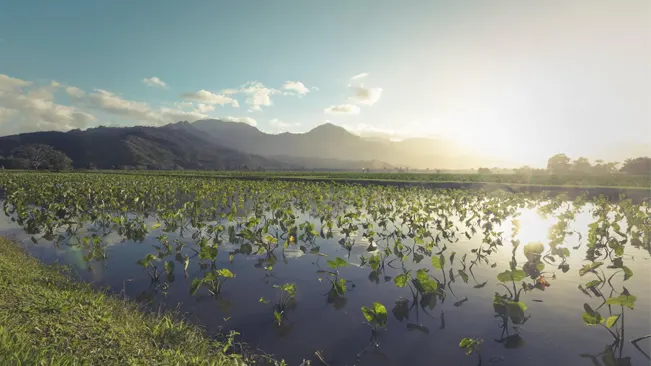 A field of green taro plants with heart-shaped leaves growing in water.