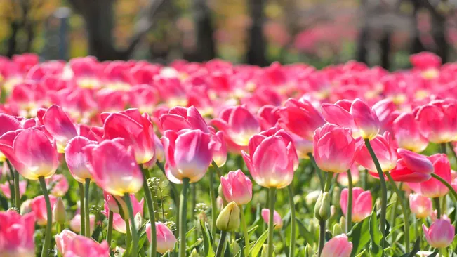Tulips, celebrated for their dazzling hues and graceful contours,