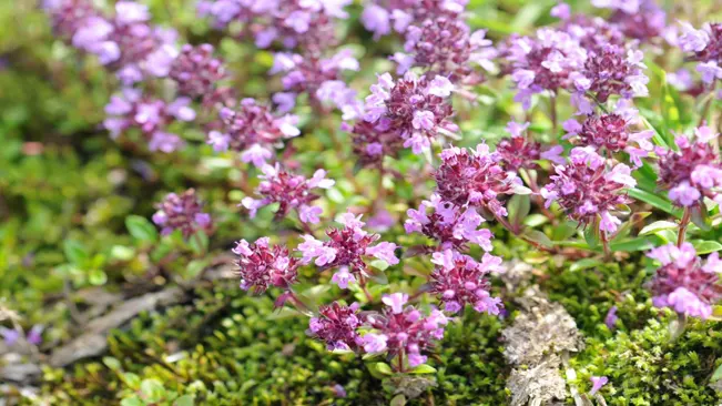 A close-up of creeping thyme flowers growing on a mossy surface.