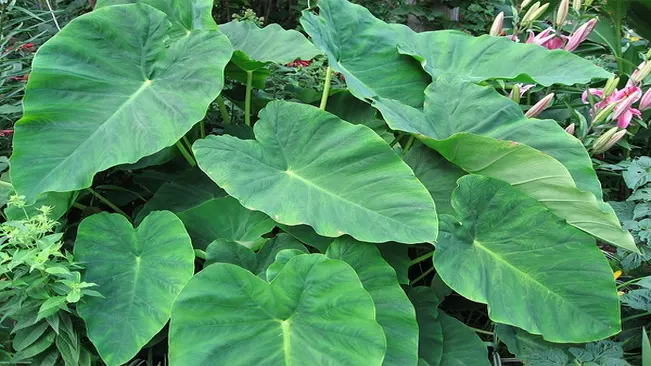 Dasheen (Colocasia esculenta 'Dasheen')