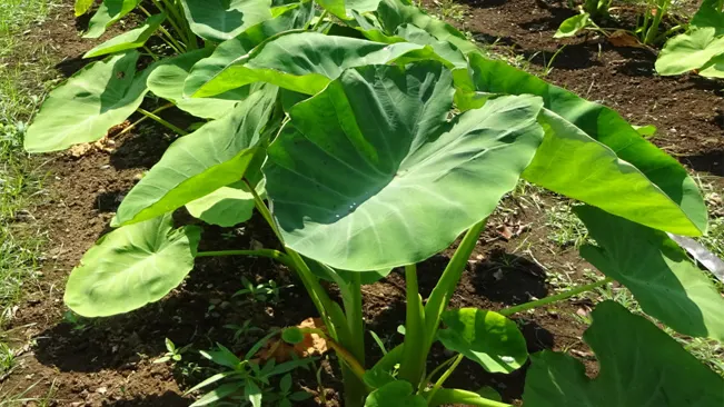 Eddoe (Colocasia esculenta 'Eddoe')