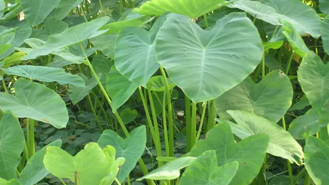 Japanese Taro (Colocasia esculenta 'Japanese Taro')