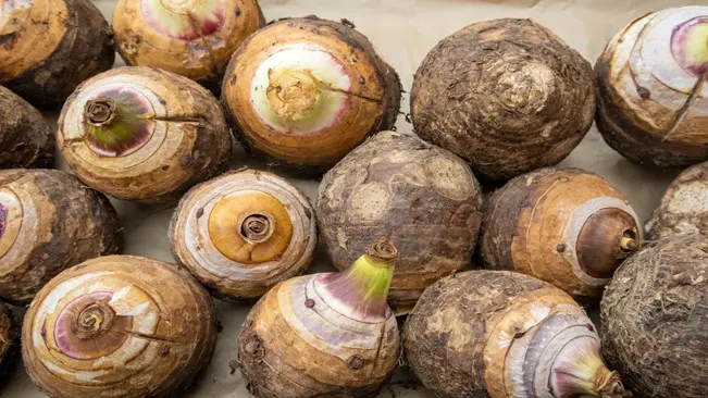 Selecting Taro Corms