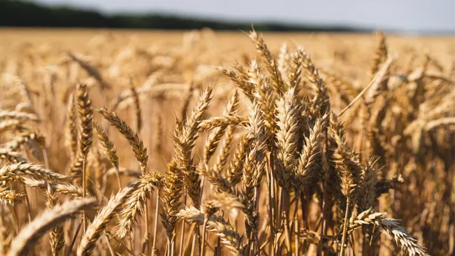 Wheat is a staple crop 
