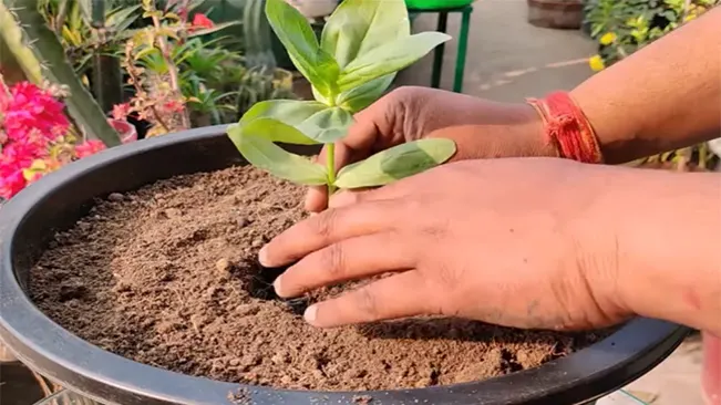 Planting Zinnia Seedlings