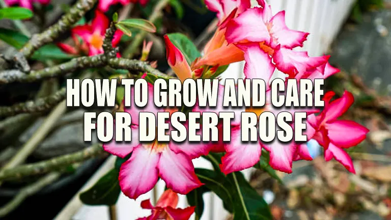 How to Grow and Care for Desert Rose: Discover Proven Techniques