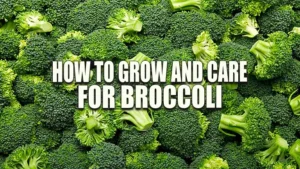 A dense array of fresh broccoli florets, showcasing the rich green color and detailed textures of the healthy vegetable heads, closely packed for market display.