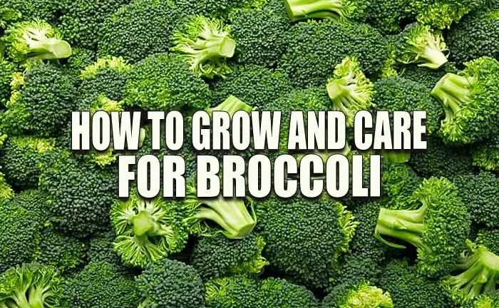 How to Grow and Care for Broccoli: Expert Secrets for a Thriving Crop