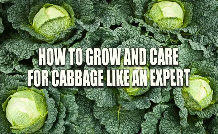 How to Grow and Care for Cabbage Like an Expert: Unlock the Secrets