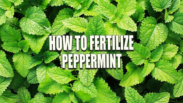 How to Fertilize Peppermint: Boost Your Harvest with Expert Advice
